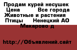 Продам курей несушек › Цена ­ 350 - Все города Животные и растения » Птицы   . Ненецкий АО,Макарово д.